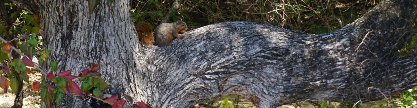 Denton County Fresh Water Supply District 8-B Background